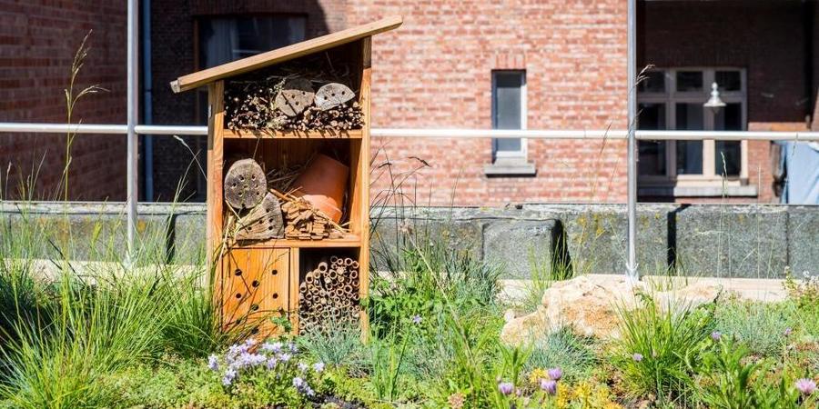 Insectenhotel op wild natuurdak Insectenhotel op wild natuurdak